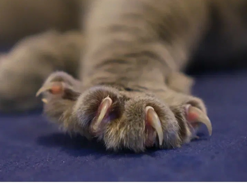 Дааа . Коготочки то серьёзные . Фото из интернета .