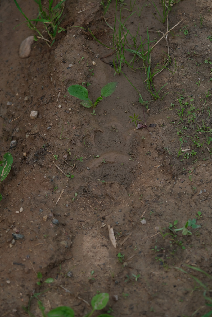 Медвежий след.