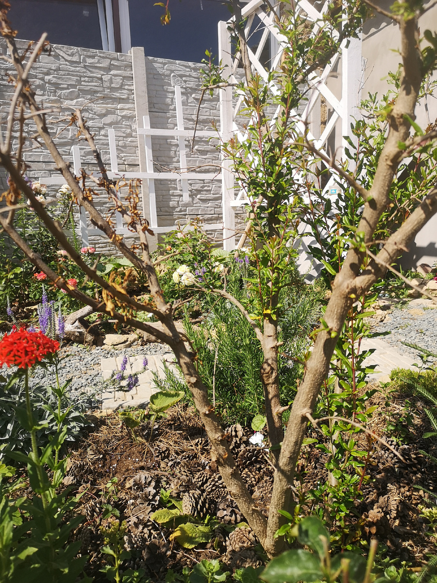 Видите? Это гранат. На одной ветке распустились листики и ветка засохла