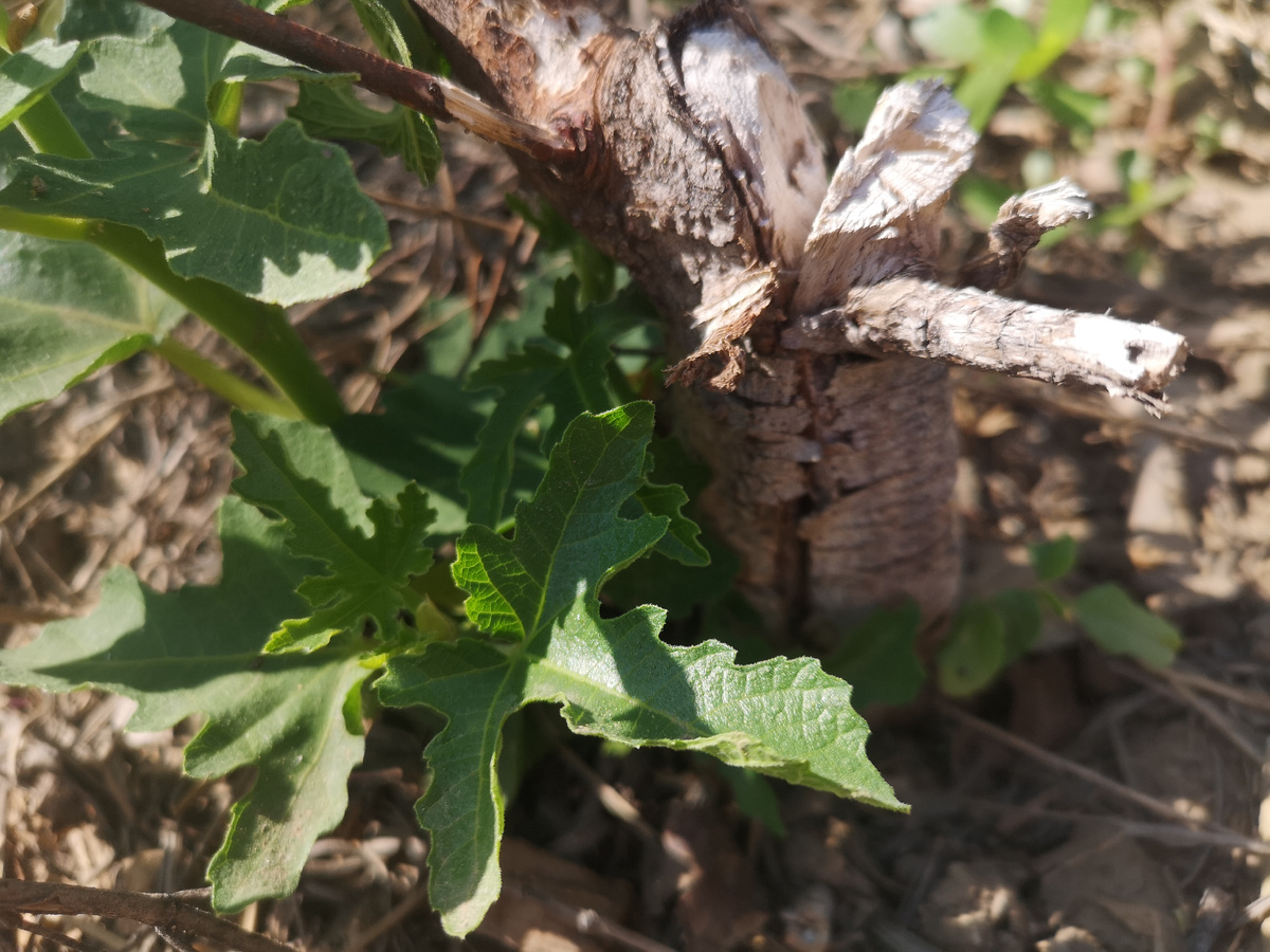 Там была сбоку отрезала ветка, нормально отрезала, все хорошо было. 