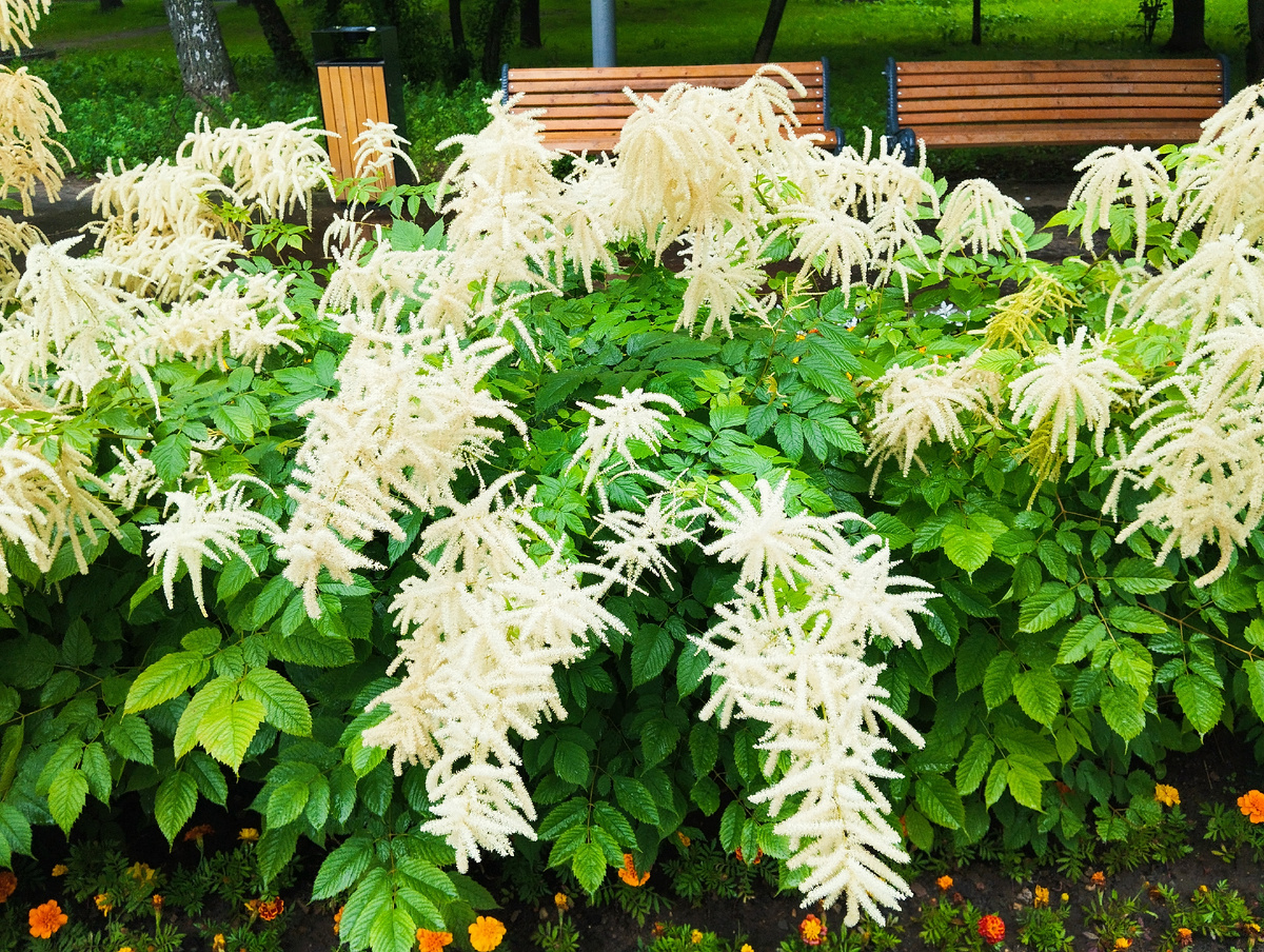 Просто так цветы на Череповецкой улице. Фото автора.