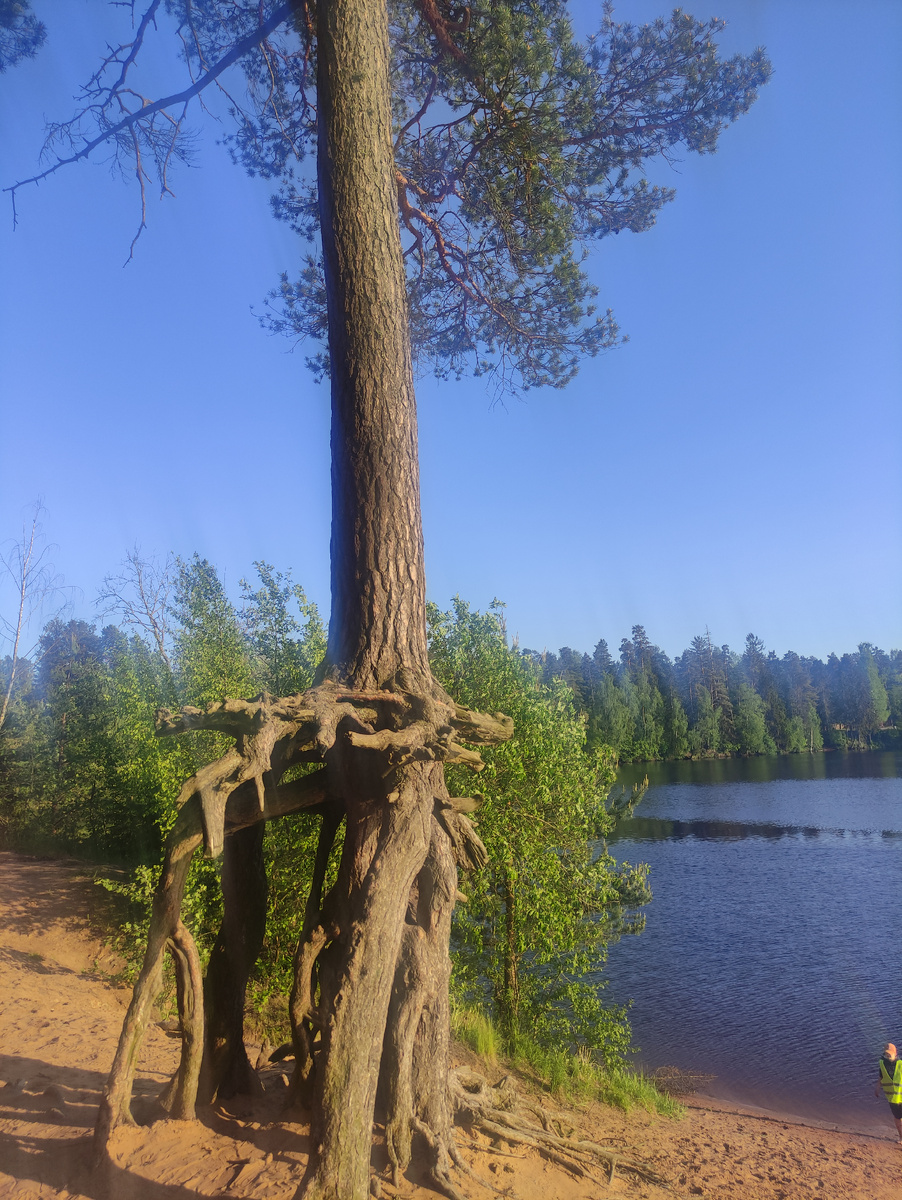 Ходульные сосны. 