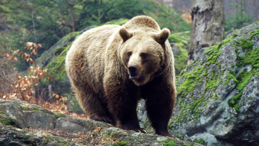    Фото:Konstantin Mikhailov/Globallookpress