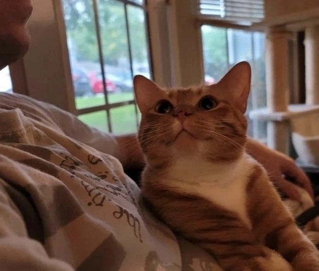 Каким образом кошка чувствует своего человека