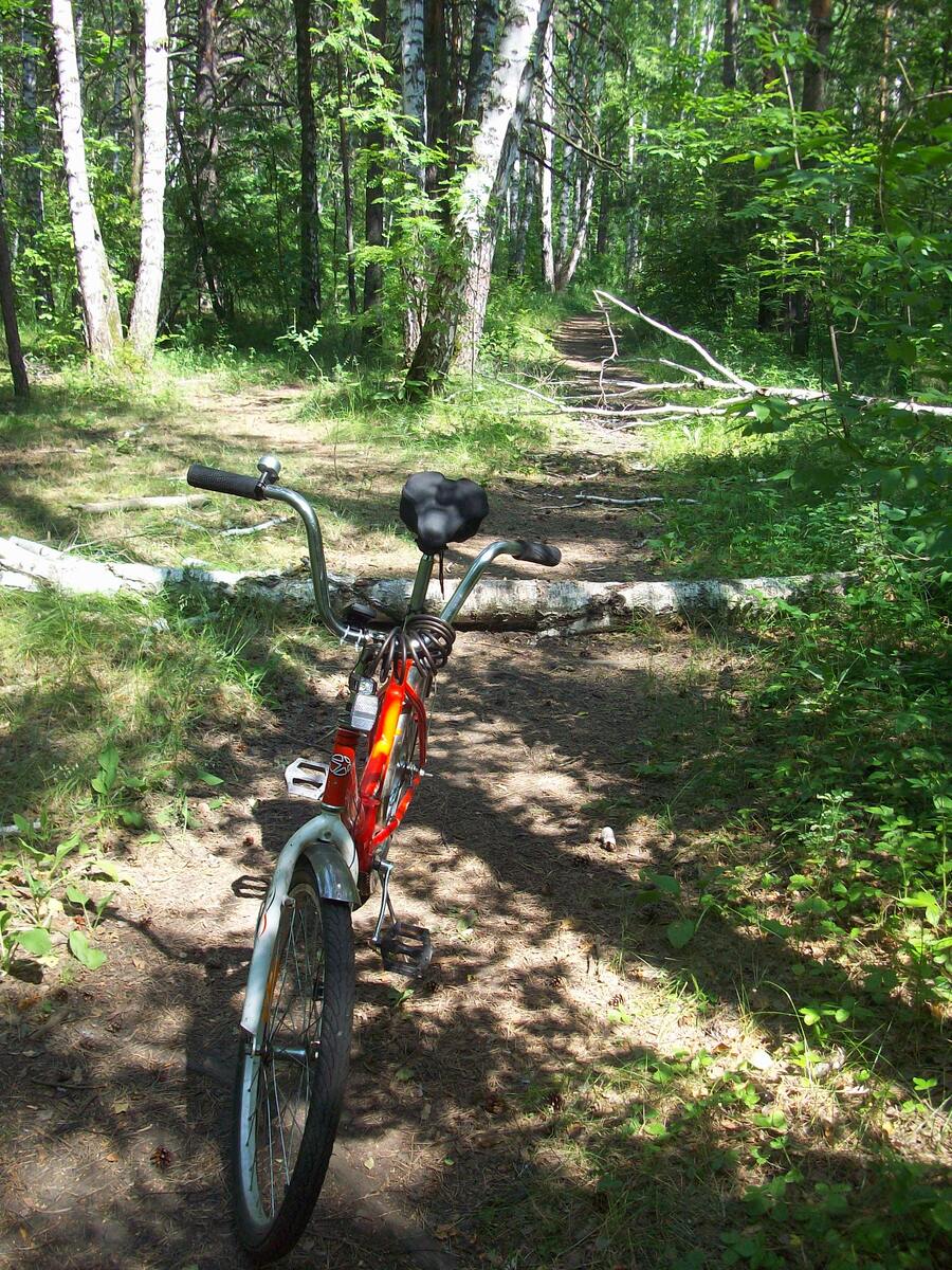 Попадались как обвалившиеся деревья... Источник: фото автора