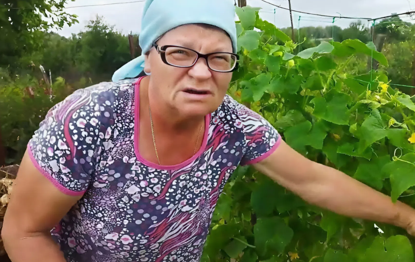 Соседка научила поливать помидоры йодом. Теперь завязи появляются даже в 35-градусную жару