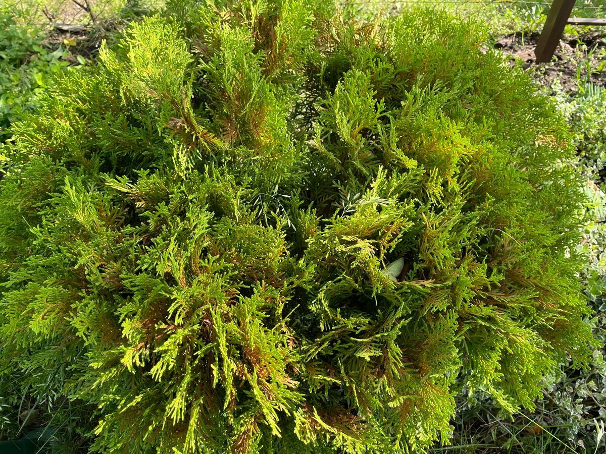 Ржавчина на туе Даника. Видны рыжие очаги. Фото автора