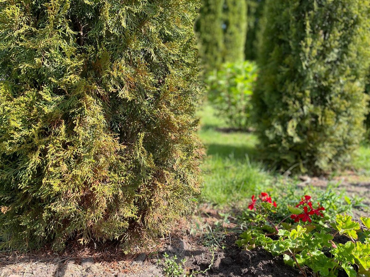 Ржавчина на туях. Пораженные ветки выделяются цветом. Фото автора