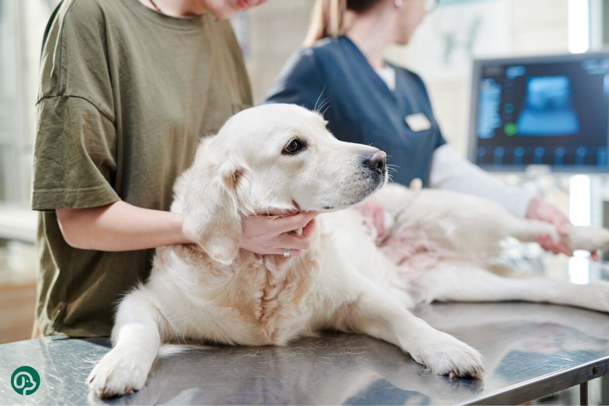 Собака в ветклинике