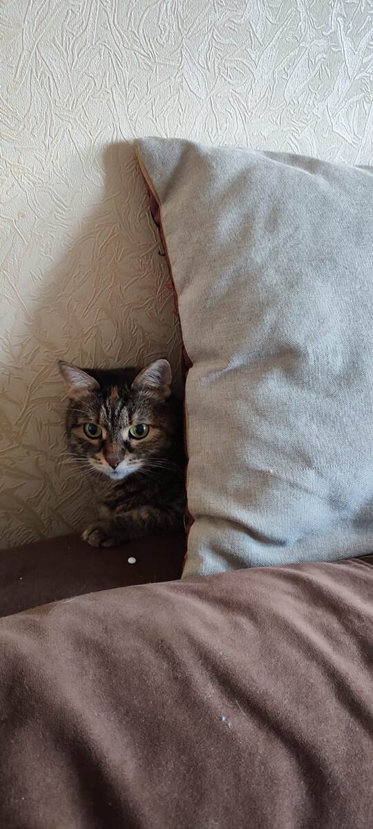 Наша кошка Матильда.