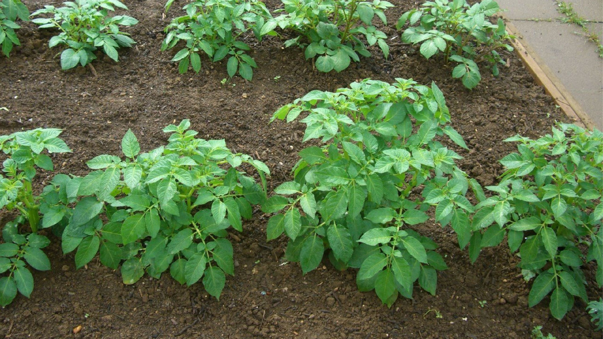 Яндекс картинки