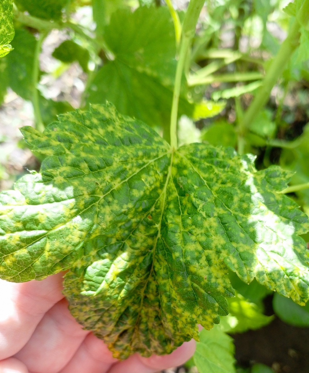 Смородина черная "Багира".