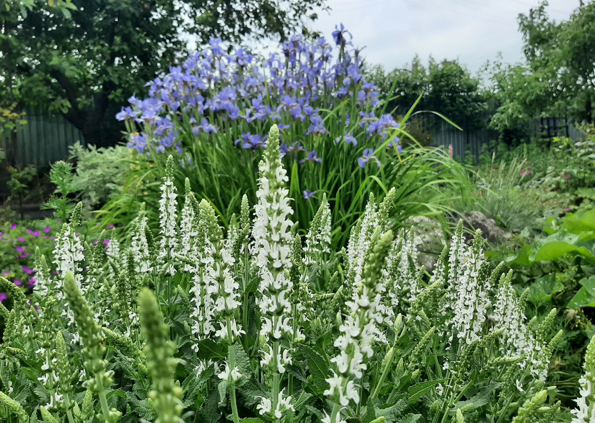 Начало цветения
