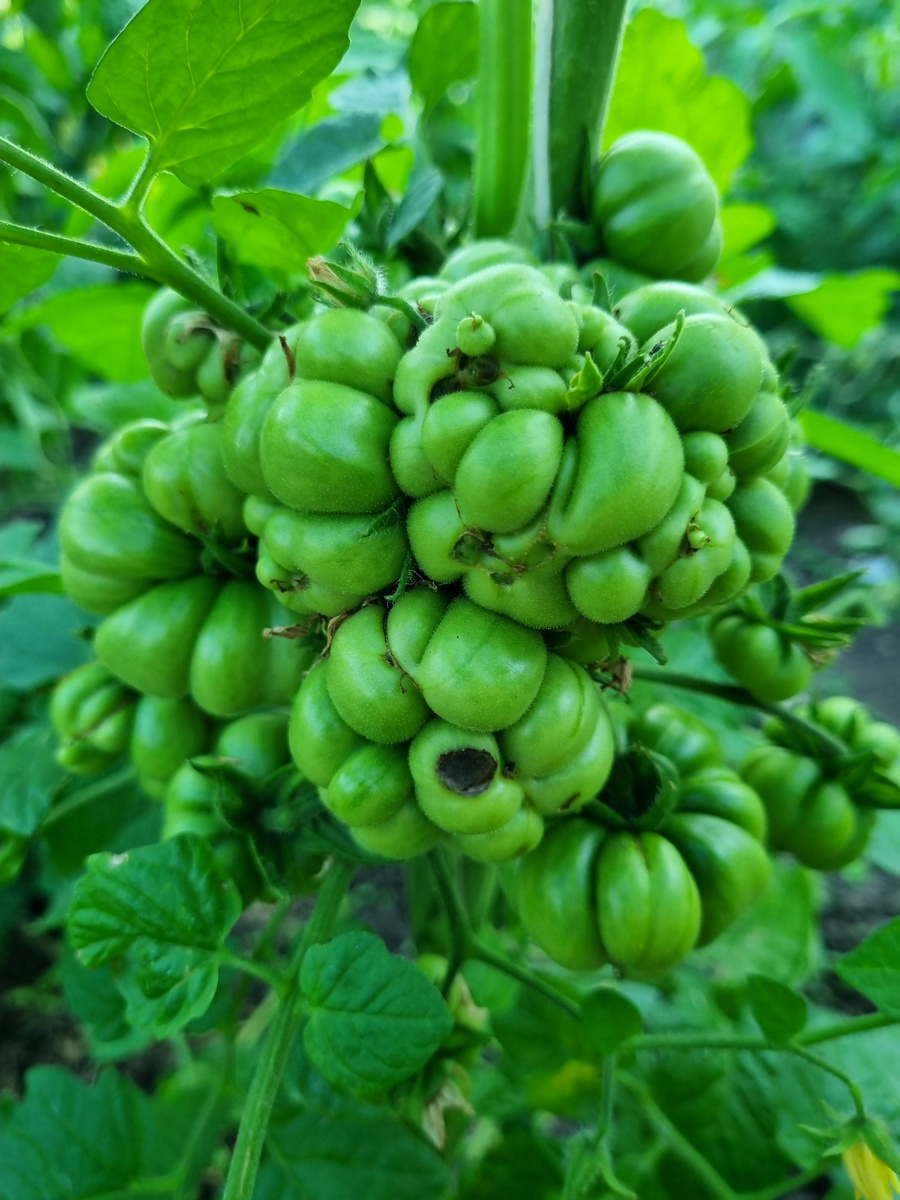 Я готова рыдать! На моем Загадочном страннике - вершинка!