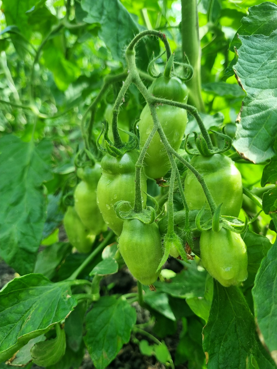 Пока, тьфу-тьфу, бодрячком. Эрос