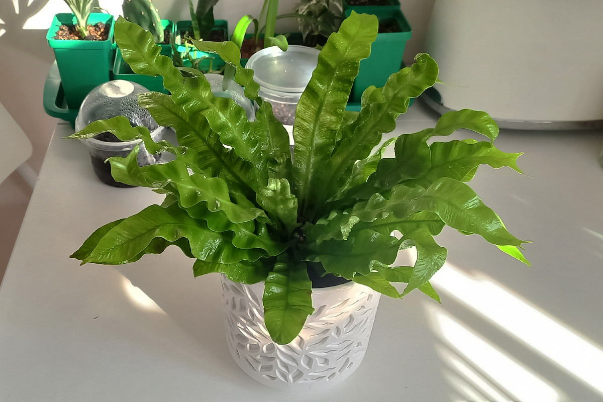 Асплениум нидус. Фото автора