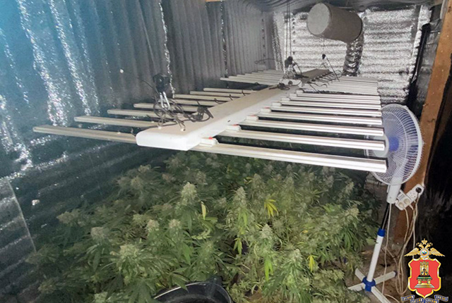 1,2 кг марихуаны, коноплю и оборудование изъяли у «агрария» в Тверской области