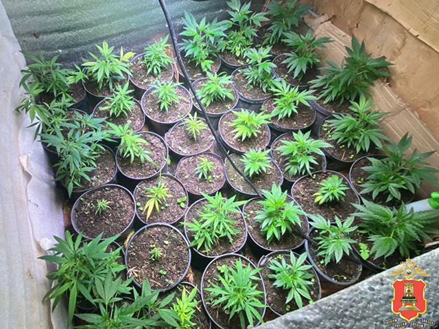 1,2 кг марихуаны, коноплю и оборудование изъяли у «агрария» в Тверской области