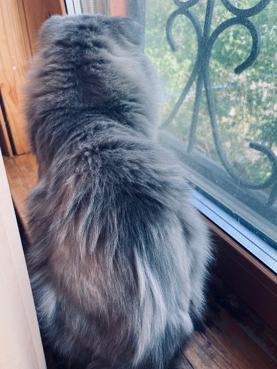 В середине спинке шерсть выросла, похожая на остальную, а по бокам немного другая. Везде фото автора.