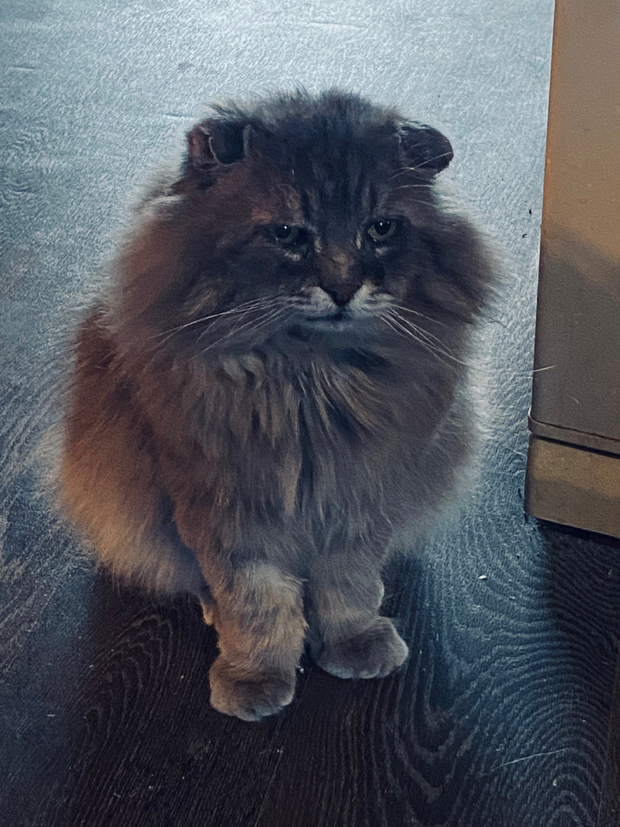 Ну и как моя шерсть вырастет, коли кушать не дают?