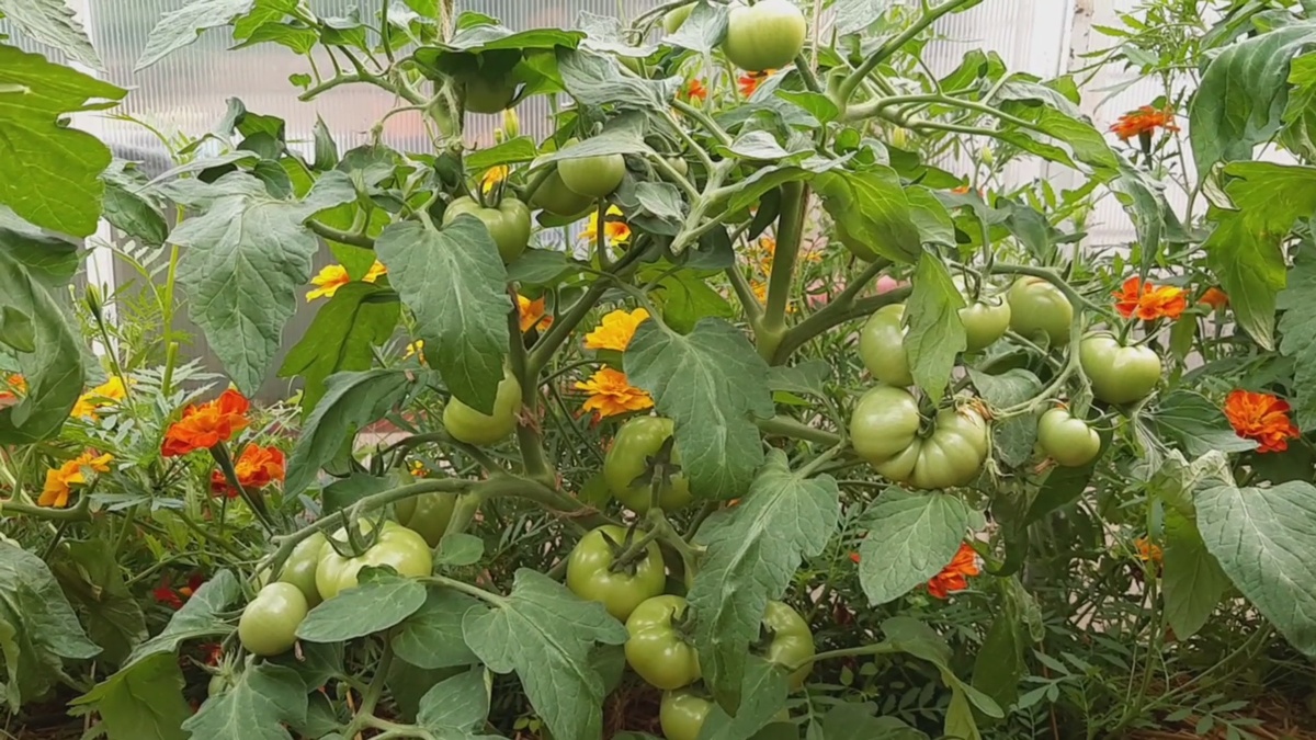 Томат Верочка с правильной формировкой.