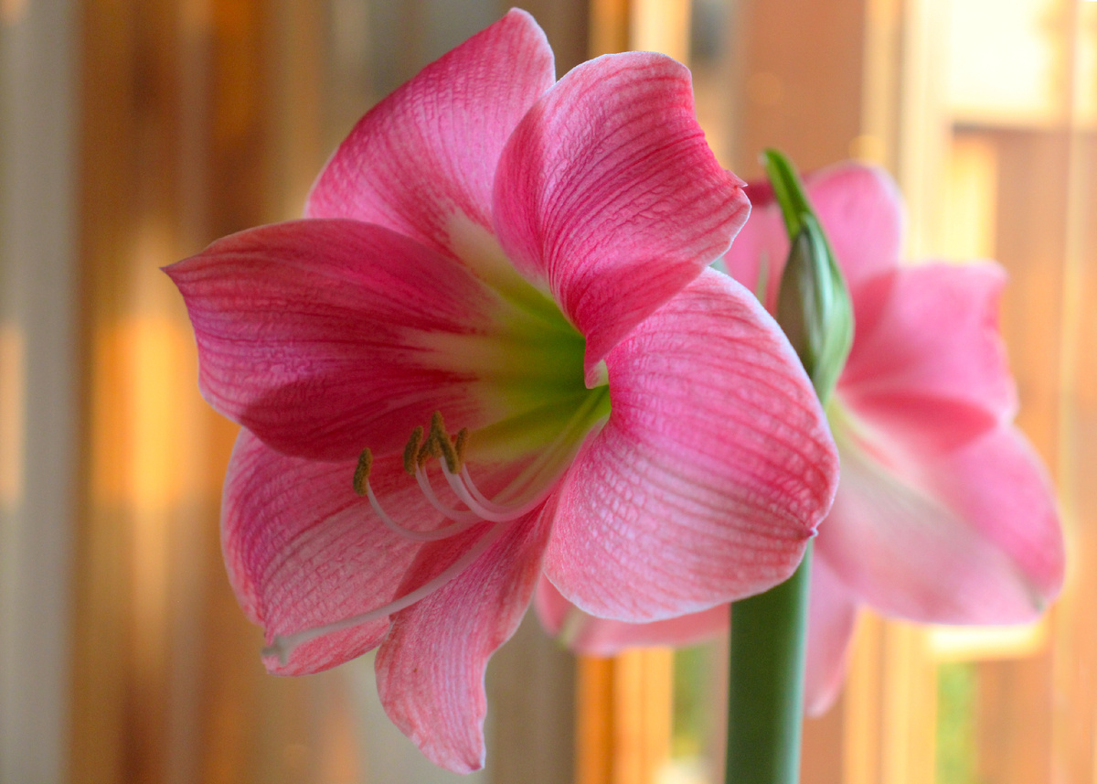 гиппеаструм "Свит пинк". фото автора