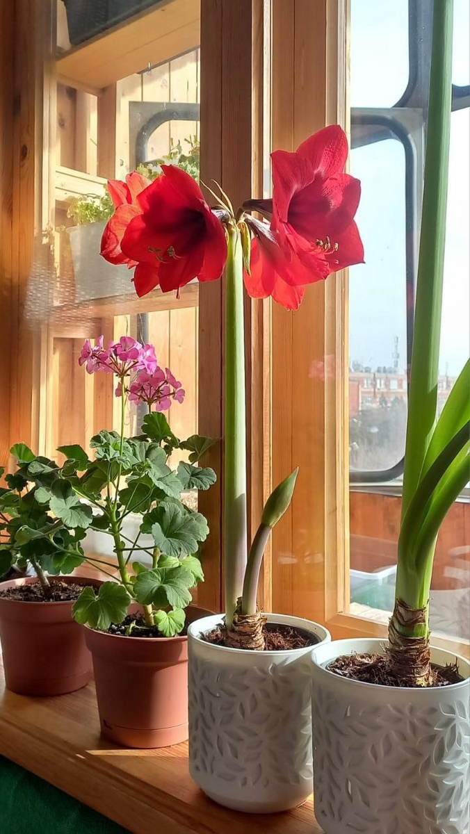 гиппеаструм "роял ред". фото автора