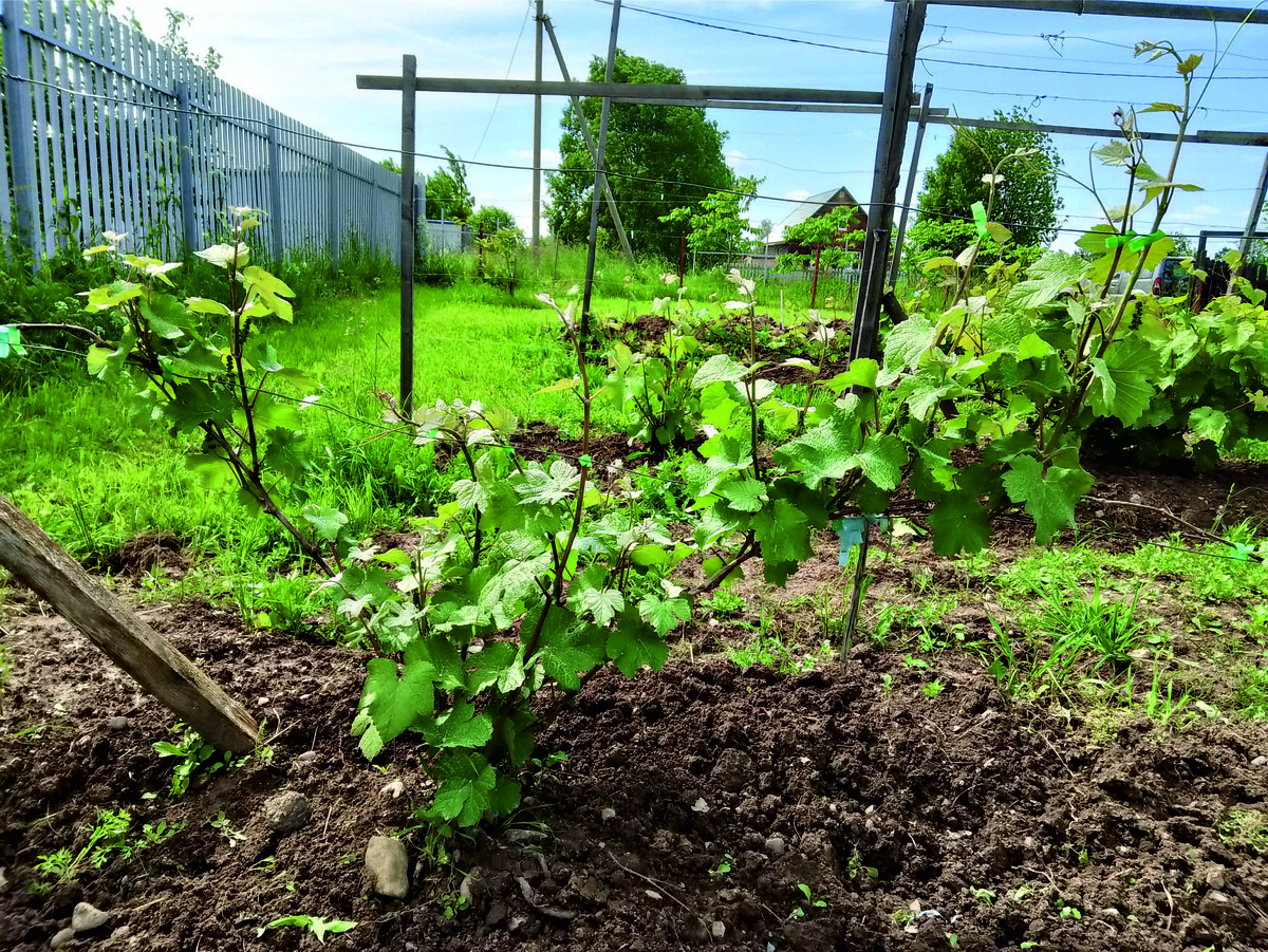 Пино менье  20.06.2025