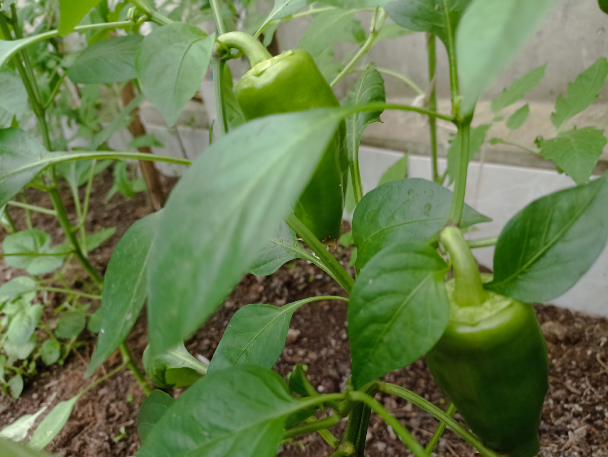 Перцы сладкие начинают плодоносить. Фото автора