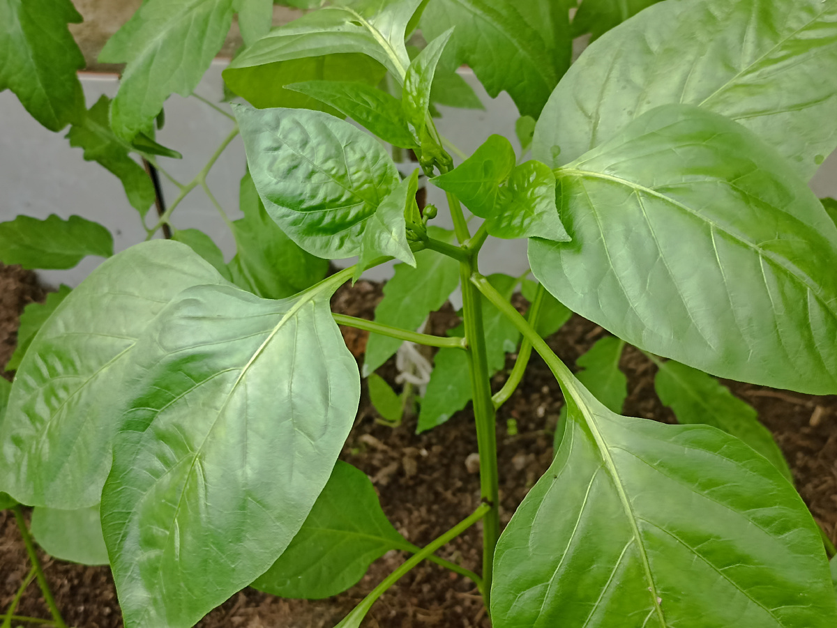 Тестируемые перцы набирают бутоны. Фото автора