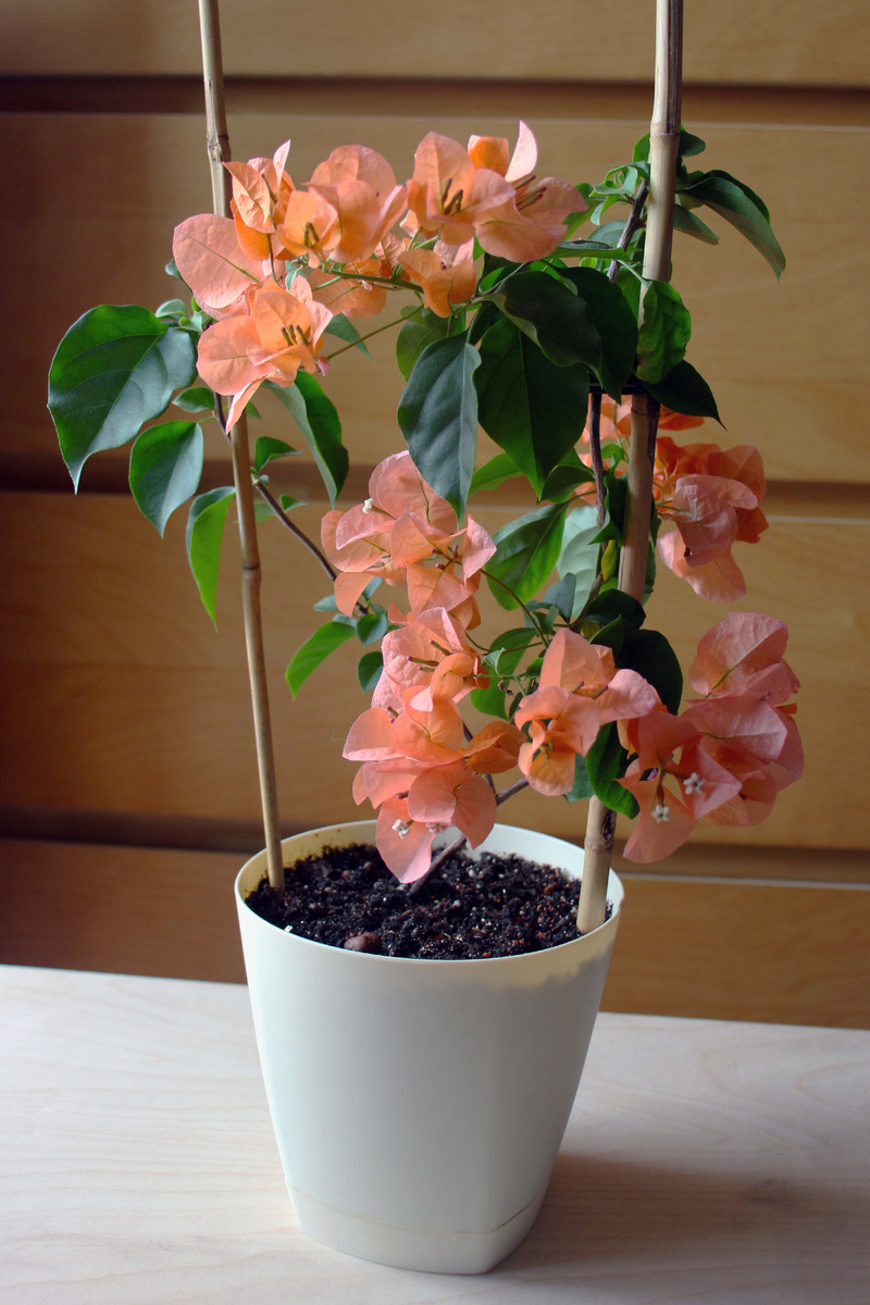 бугенвиллия. фото автора