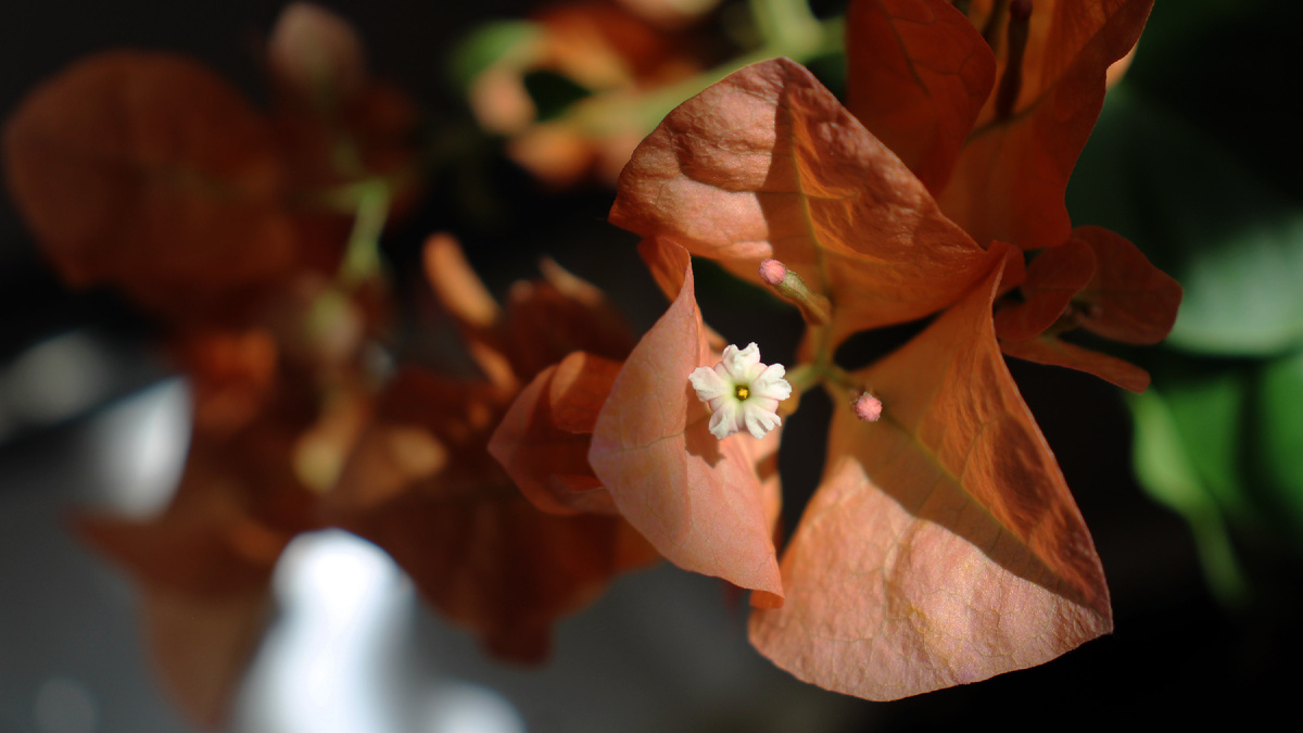 цветок бугенвиллии. фото автора