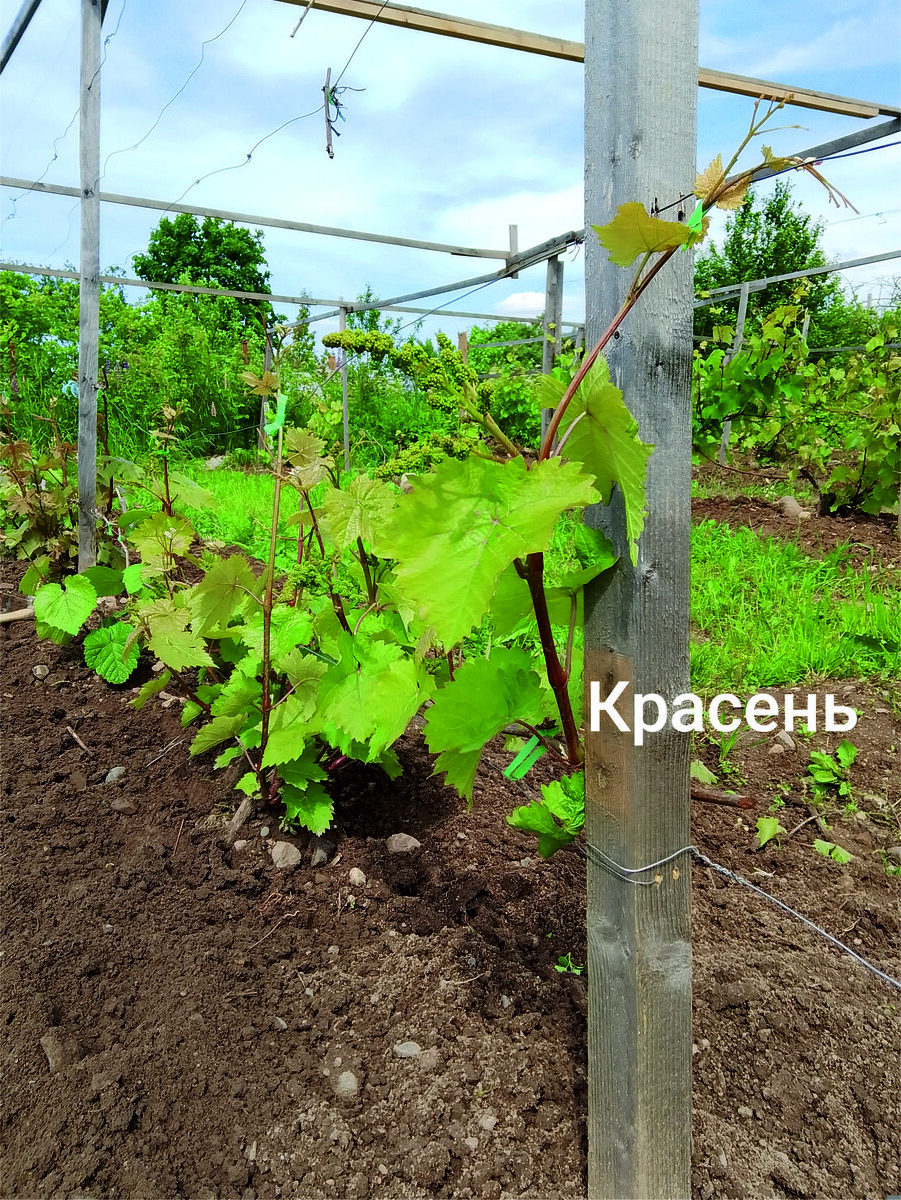 Перед цветением виюне 2025