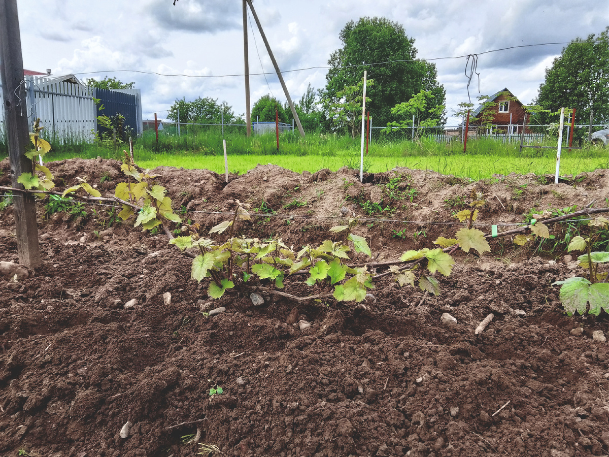 Начало лета 2025