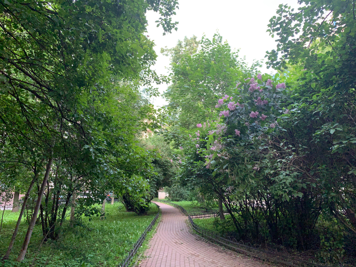 Это наш «сиреневый» дворик на Петроградке, фото автора от 20 июня 2025