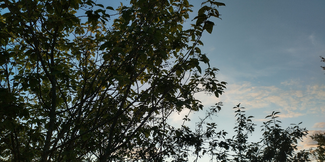 В этом лесу не будут искать. (Короткий мистический рассказ.)