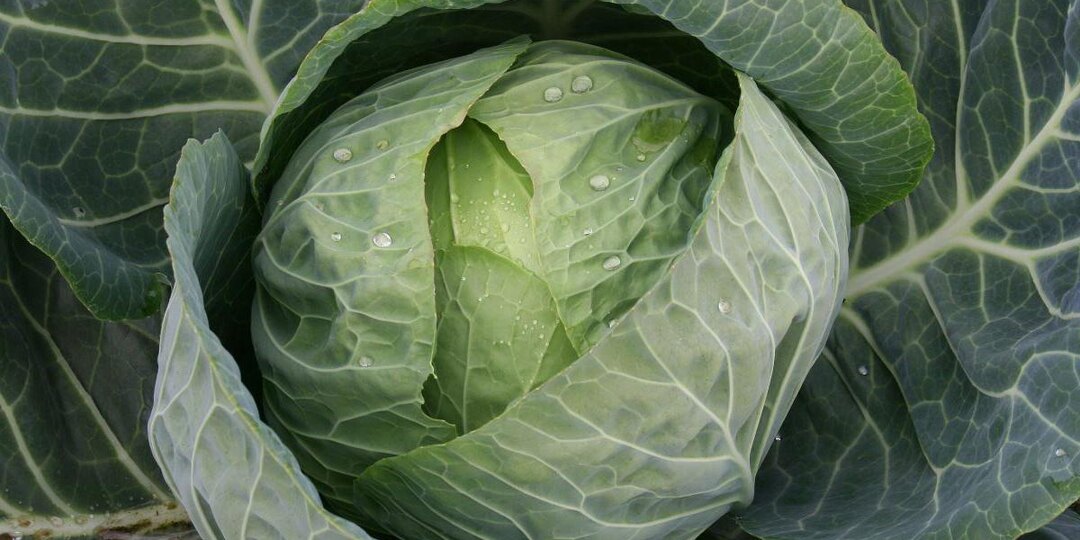 Легкий трюк с горчицей, который отпугнет прожорливых вредителей от капусты раз и навсегда