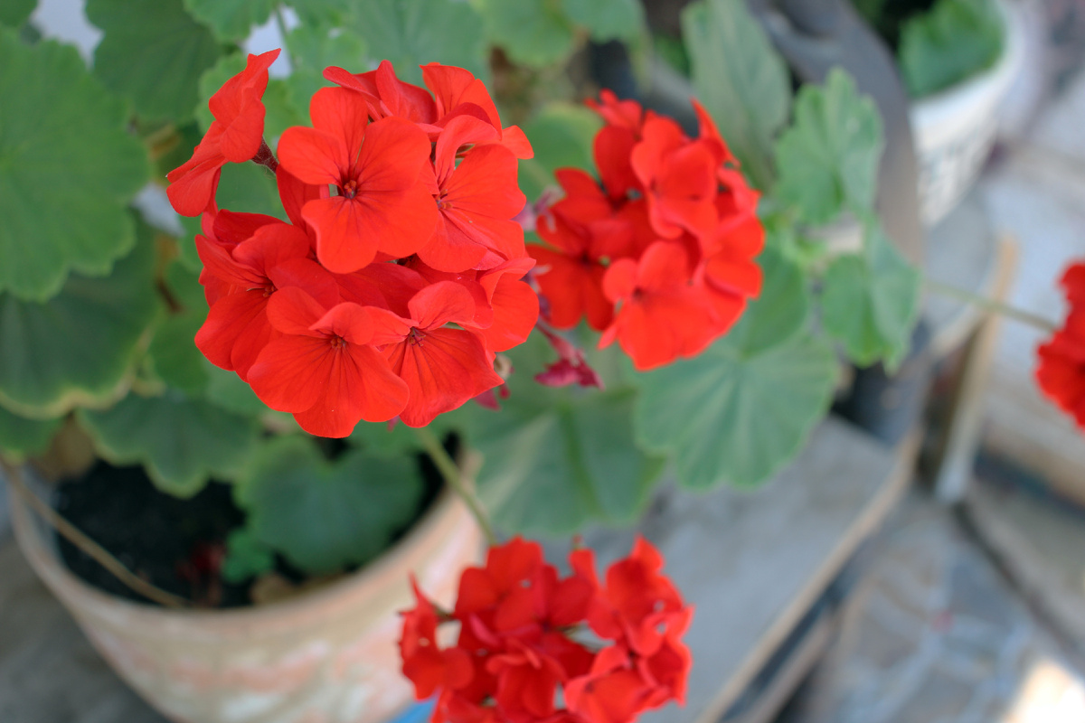 пеларгония. фото атвора