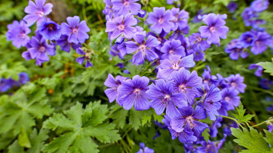 герань луговая