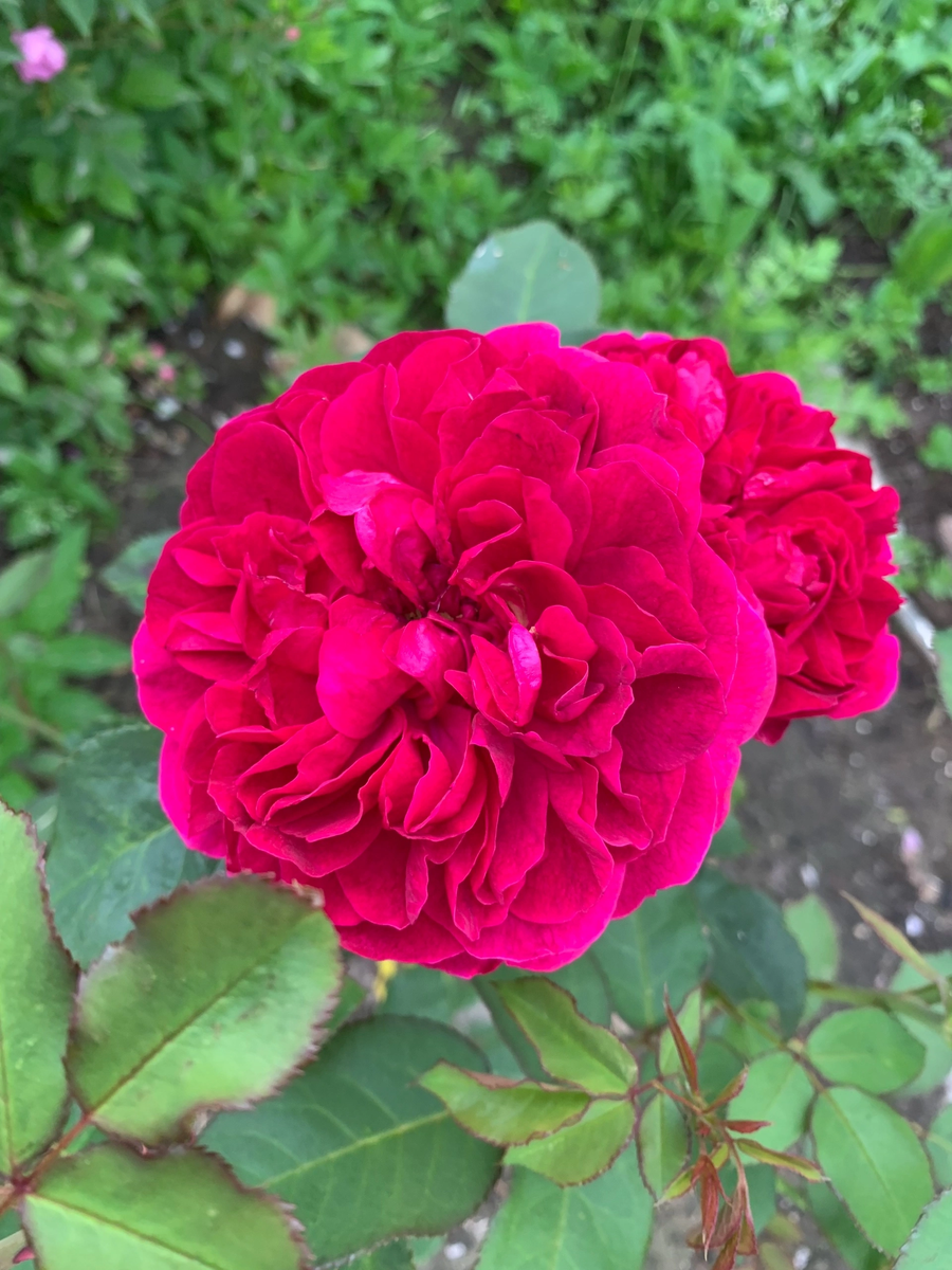 Роза Дарси Бассел 