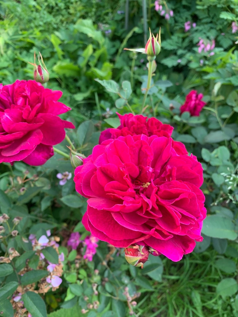 Роза Дарси Бассел