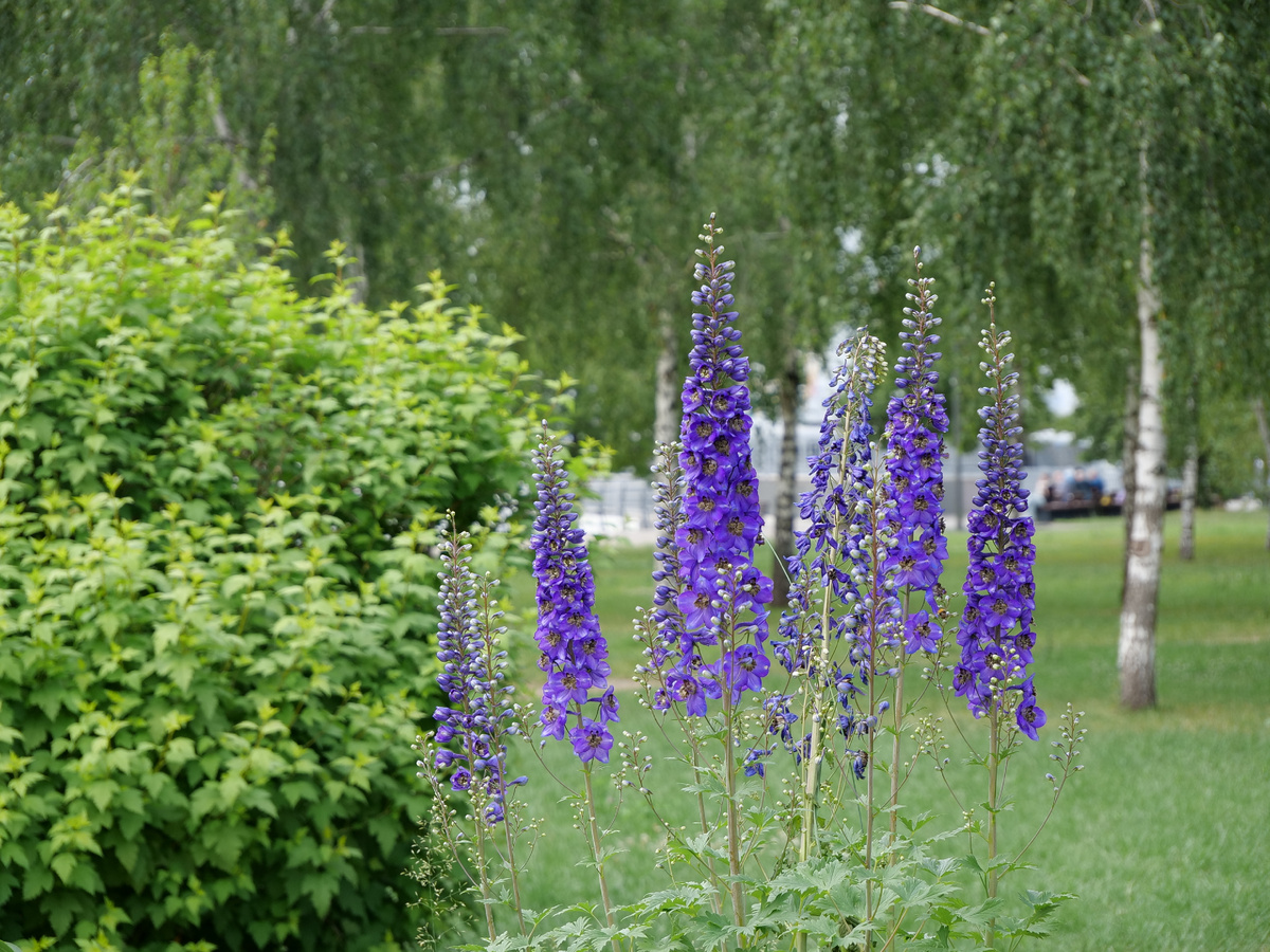 Дельфиниумы в Печатниках