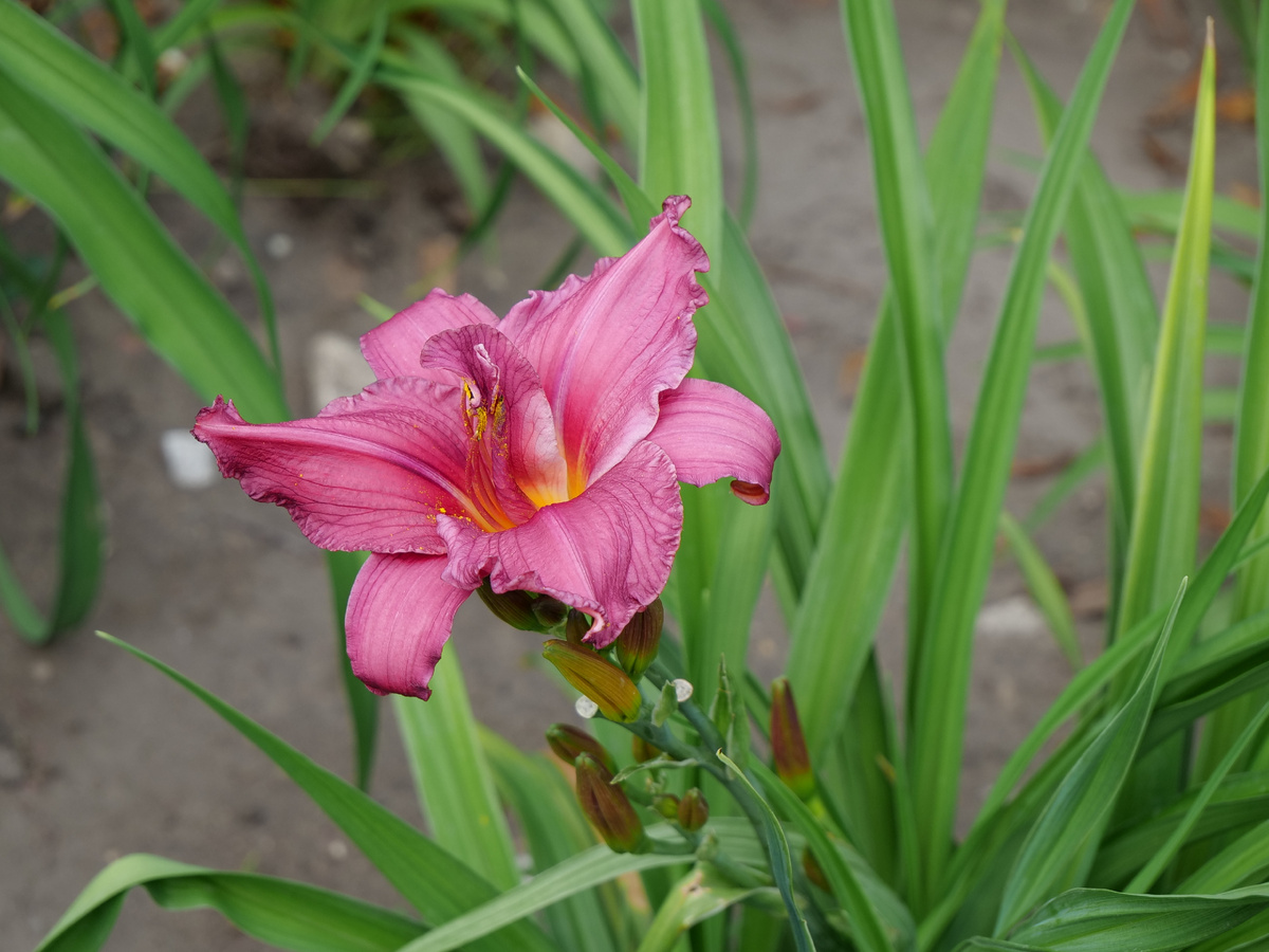 Лилейник в Печатниках