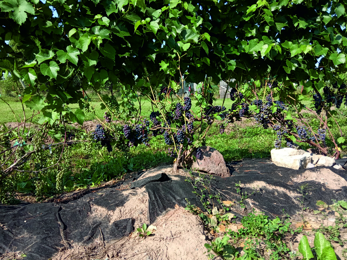 Вэлиант в августе 2022