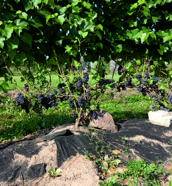 Здесь три куста. В центре, со светлыми стеблями и плотными кистями - Вэлиант. Справа с красными стеблями и растрёпанными кистями - Либерти. А слева можно увидеть невызревший Денисовский. У него чуть вытяннутая ягода.