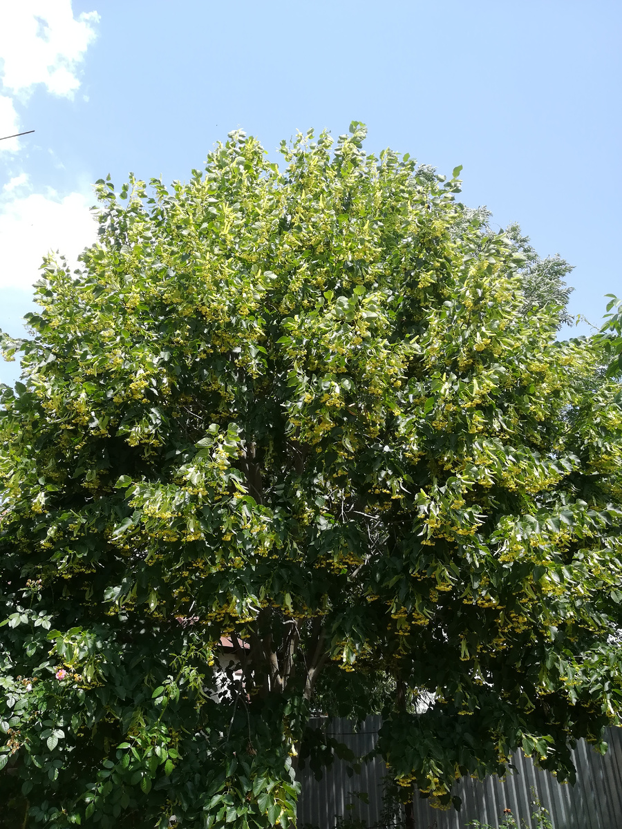 Там дремлет день и аромат струится. 