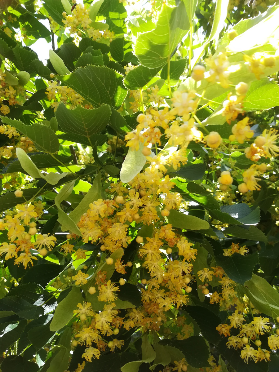 Золотое сияние. 