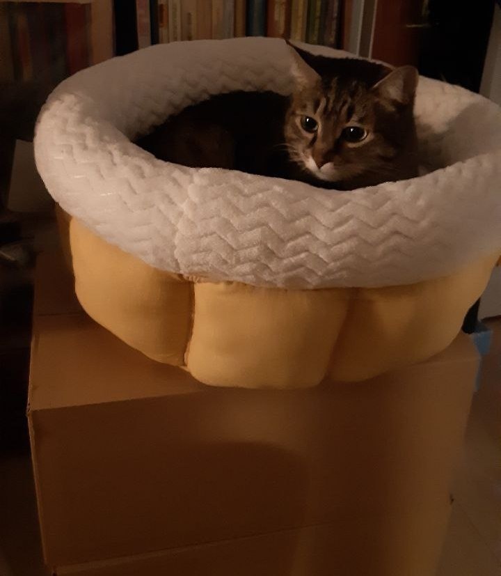 Занял своё старое-забытое лукошко.