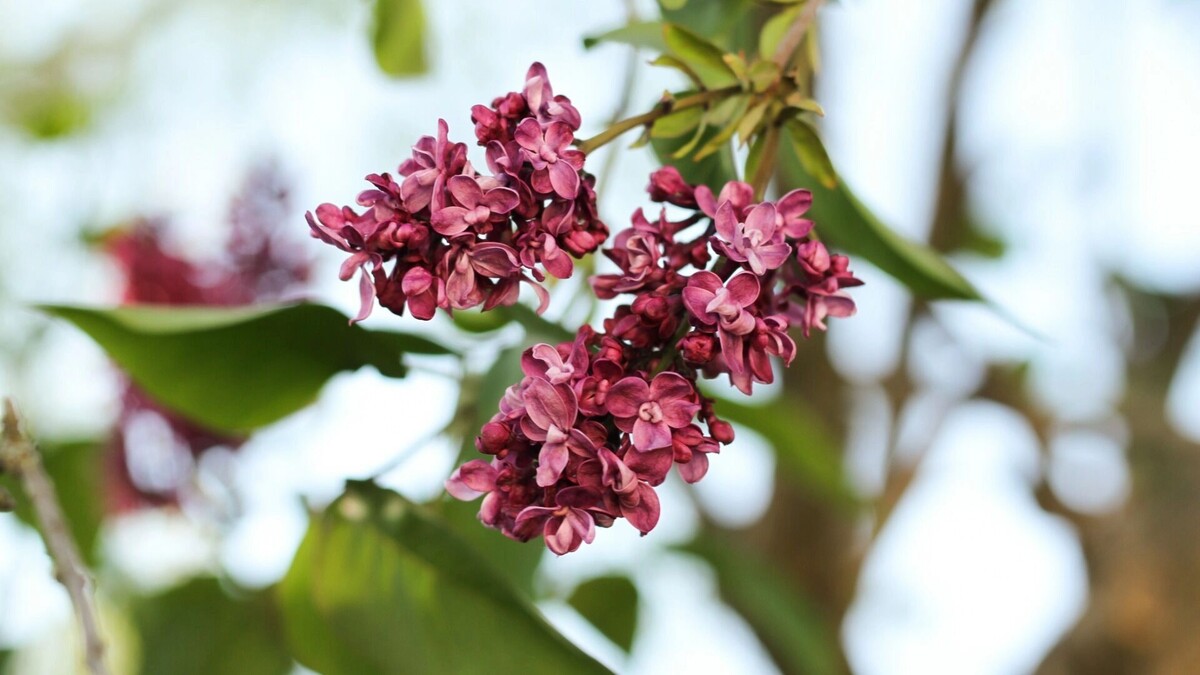     Источник: 1MI