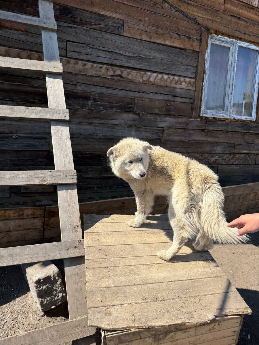 Собака в приюте Ананда